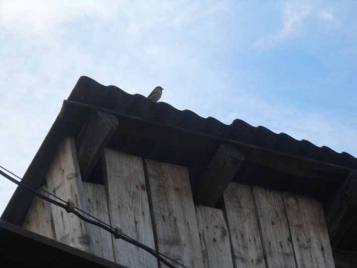Fotografia  druhu  vrabec domový