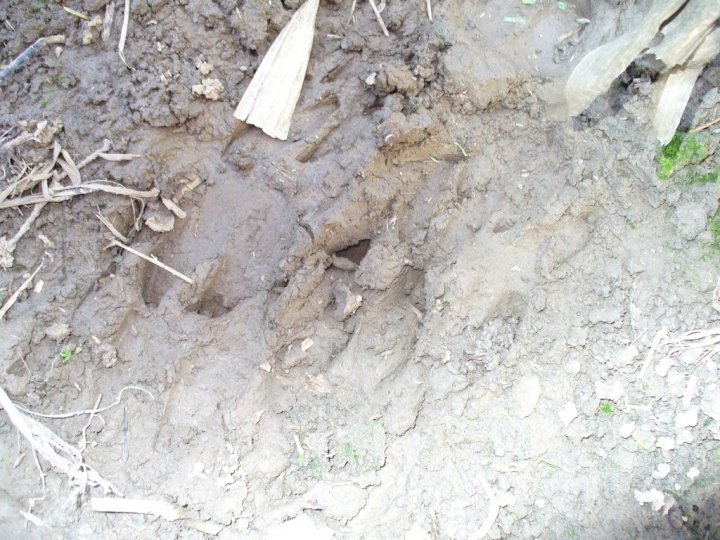 Fotografia  druhu  diviak lesný