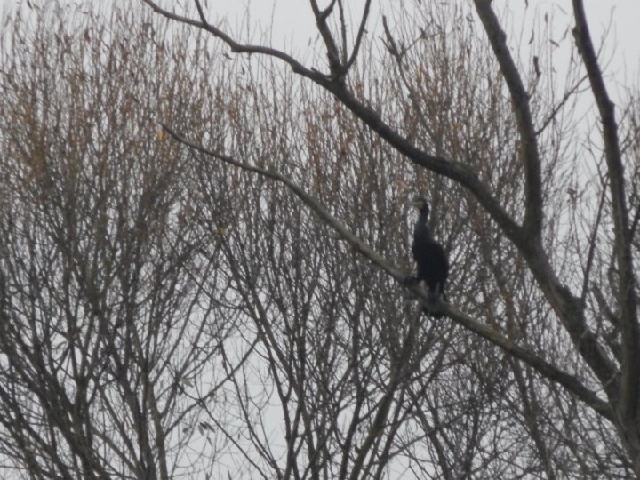 Fotografia  druhu  kormorán veľký