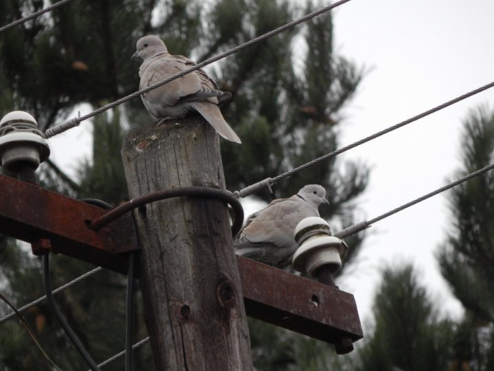 Fotografia  druhu  hrdlička záhradná