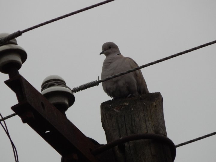 Fotografia  druhu  hrdlička záhradná