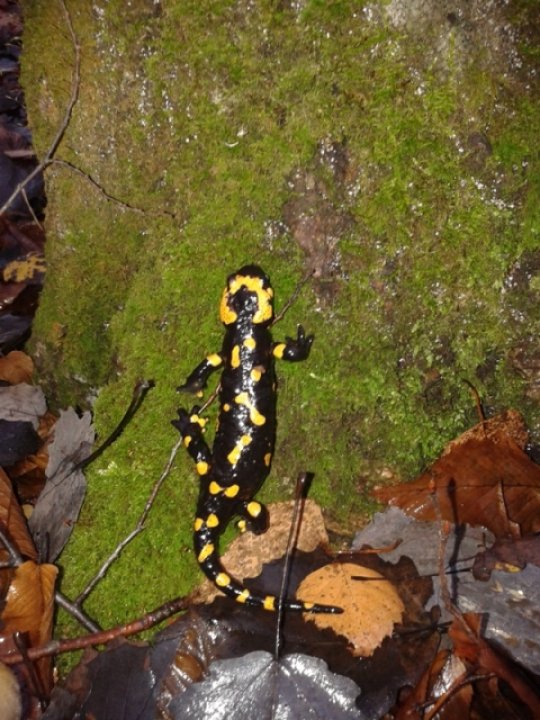 Fotografia  druhu  salamandra škvrnitá