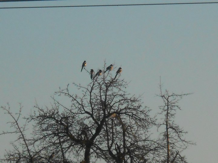 Fotografia  druhu  straka čiernozobá
