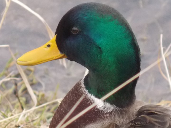 Fotografia  druhu  kačica divá