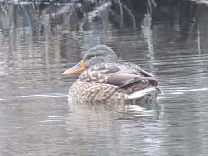 Fotografia  druhu  kačica divá