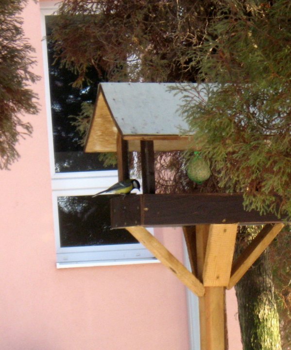 Fotografia  druhu  sýkorka bielolíca / veľká