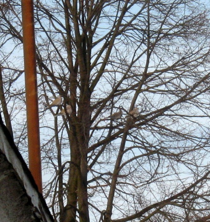 Fotografia  druhu  hrdlička záhradná
