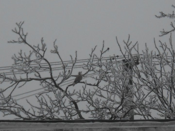 Fotografia  druhu  hrdlička záhradná