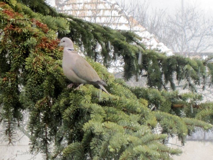 Fotografia  druhu  hrdlička záhradná
