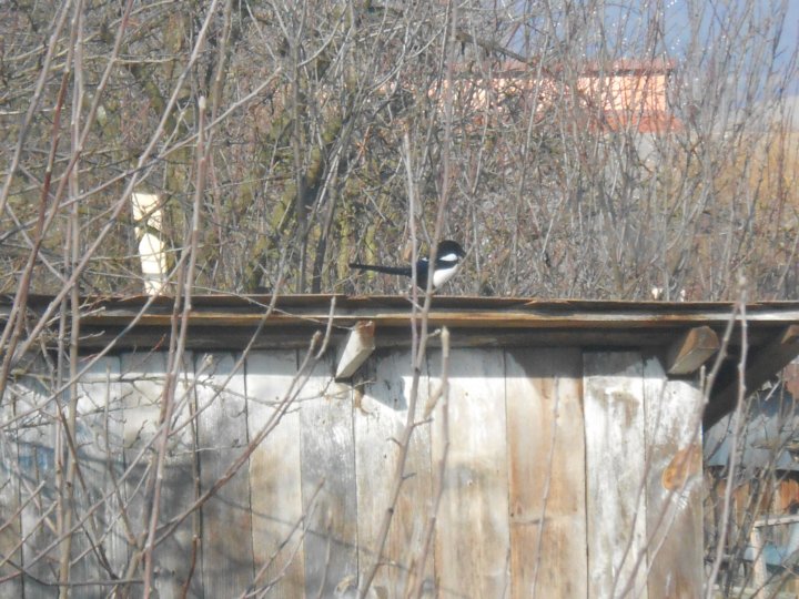 Fotografia  druhu  straka čiernozobá