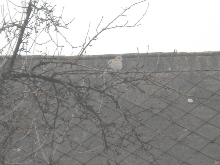 Fotografia  druhu  hrdlička záhradná