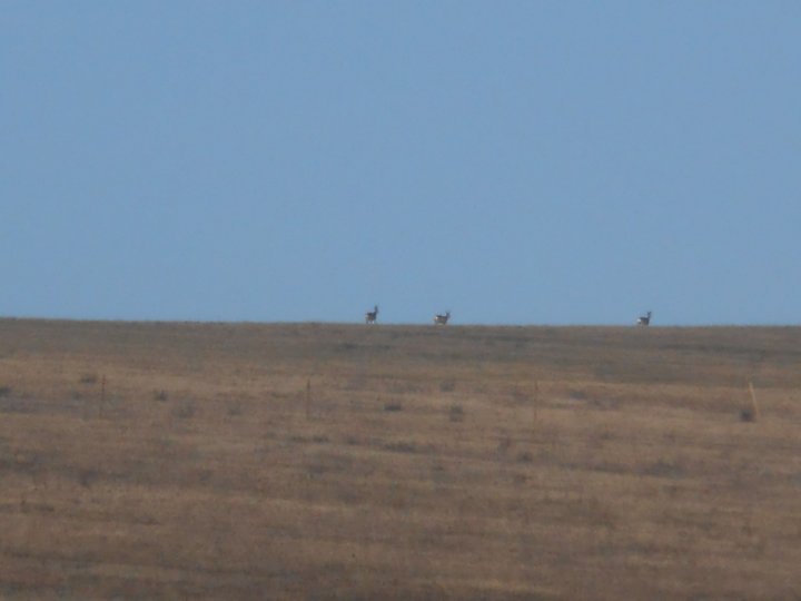 Fotografia  druhu  srnec lesný  