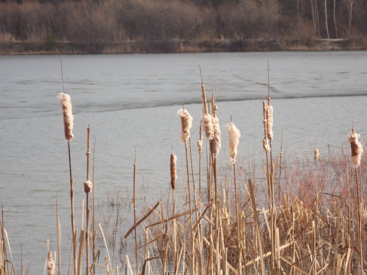 Fotografia  druhu  pálka širokolistá 
