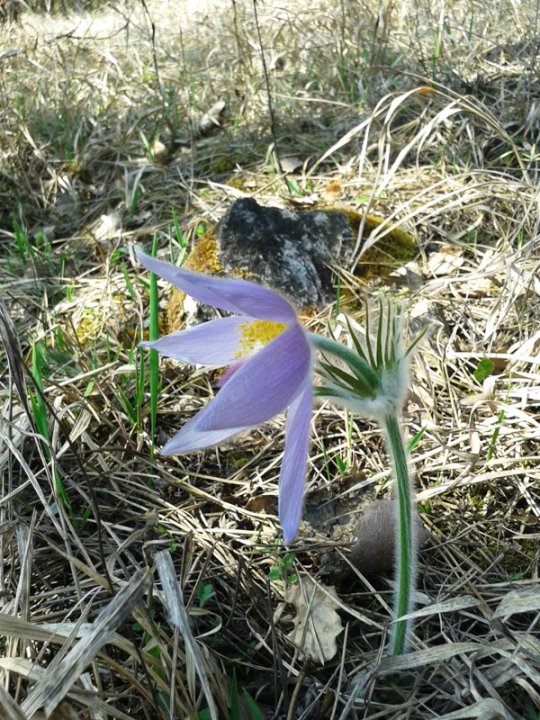 Fotografia  druhu  poniklec veľkokvetý