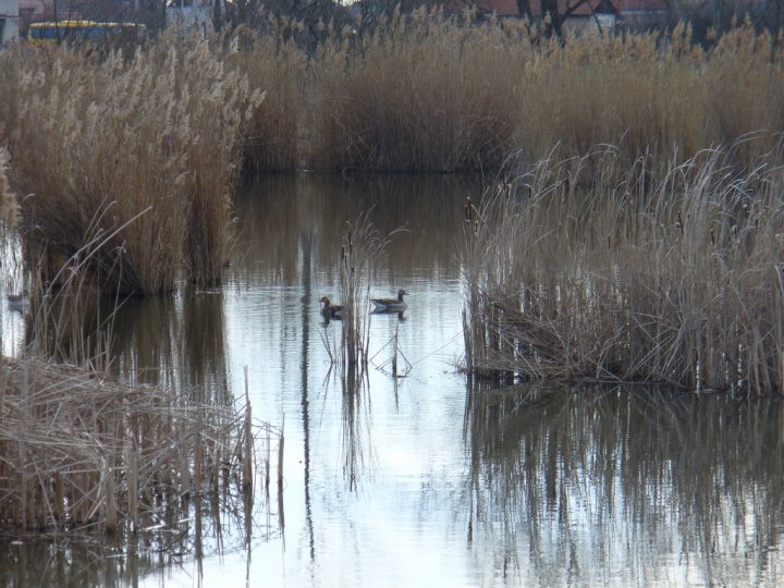 Fotografia  druhu  kačica divá
