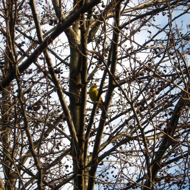 Fotografia  druhu  strnádka žltá
