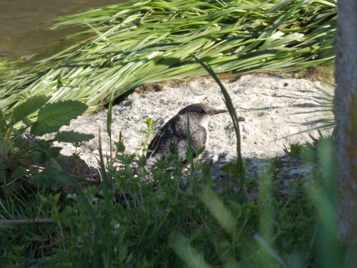 Fotografia  druhu  vodnár potočný