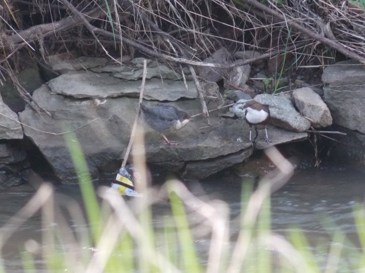 Fotografia  druhu  vodnár potočný
