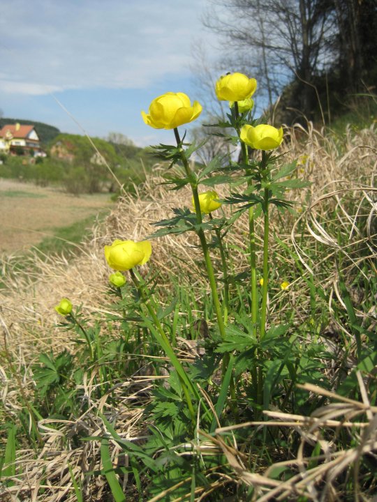 Fotografia  druhu  žltohlav najvyšší