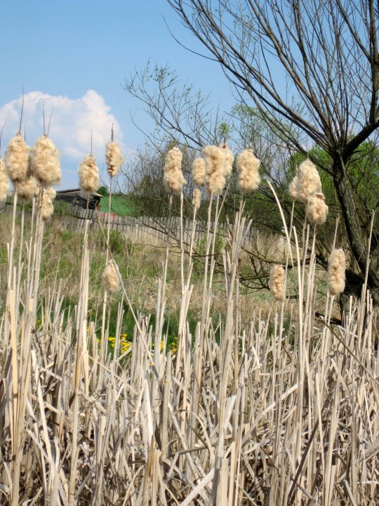 Fotografia  druhu  pálka širokolistá 