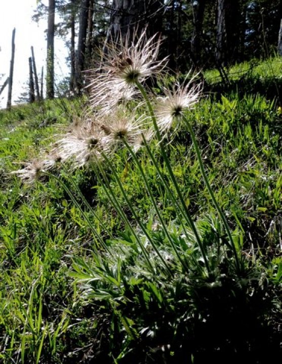 Fotografia  druhu  poniklec slovenský