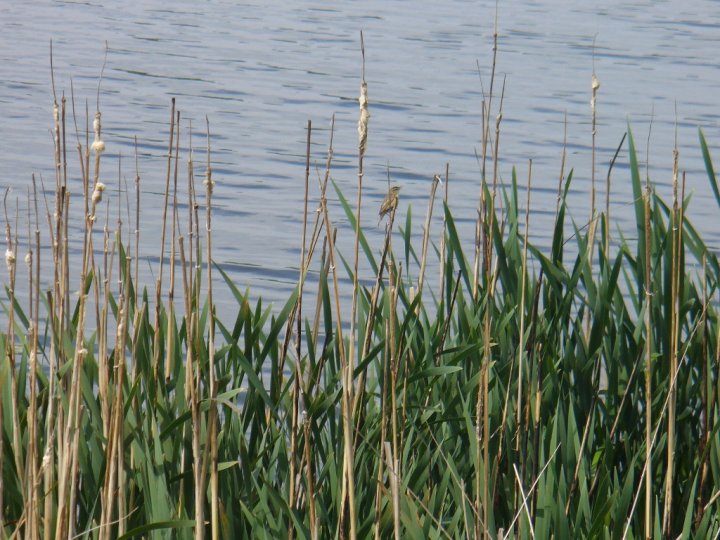 Fotografia  druhu  trsteniarik škriekavý