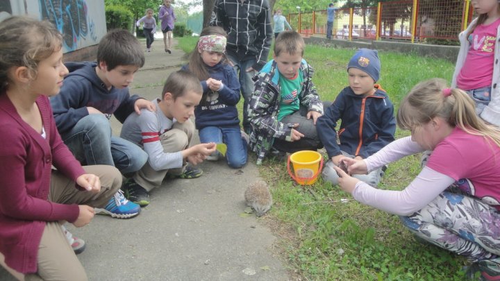 Fotografia  druhu  jež bledý / jež východný