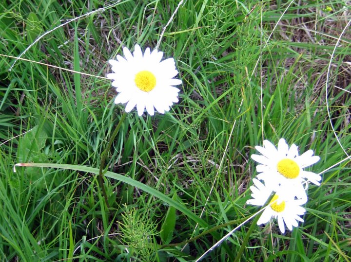 Fotografia  druhu  margaréta biela