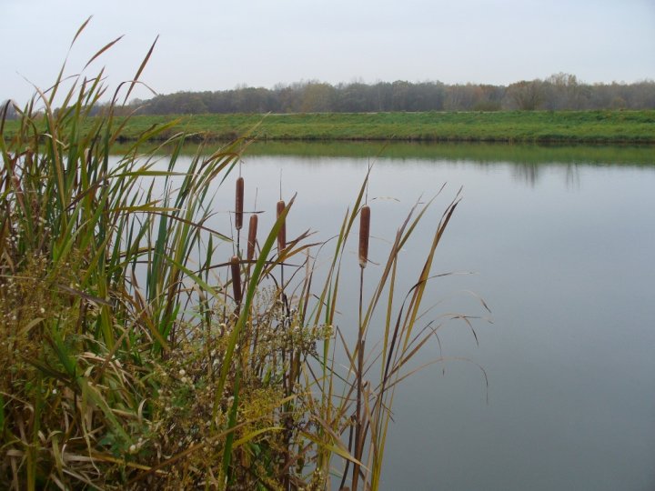 Fotografia  druhu  pálka širokolistá 