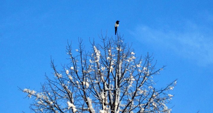 Fotografia  druhu  straka čiernozobá
