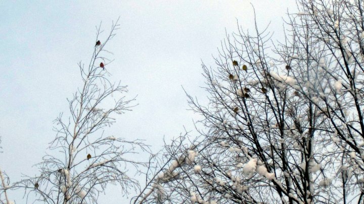 Fotografia  druhu  hýľ lesný