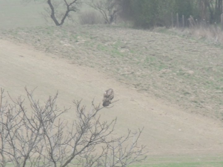 Fotografia  druhu  myšiak lesný
