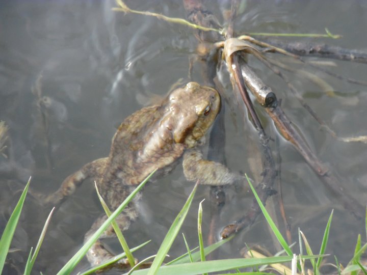 Fotografia  druhu  ropucha bradavičnatá