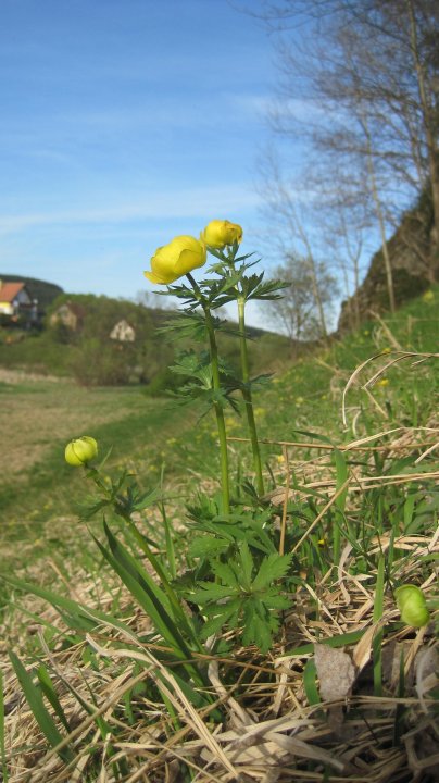 Fotografia  druhu  žltohlav najvyšší