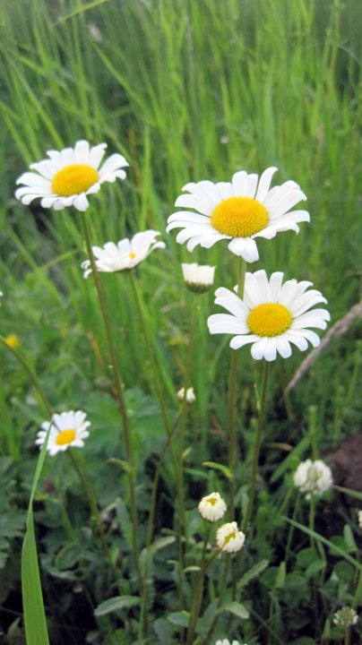 Fotografia  druhu  margaréta biela