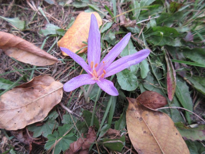 Fotografia  druhu  jesienka obyčajná