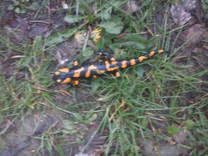 Fotografia  druhu  salamandra škvrnitá