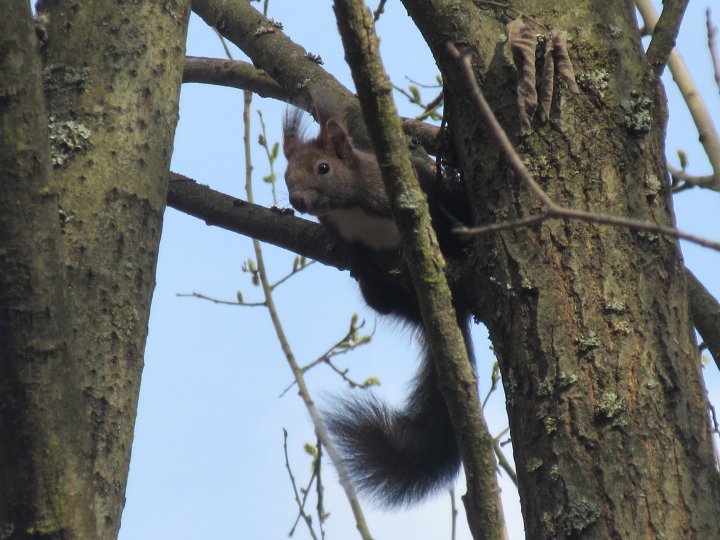 Fotografia  druhu  veverica stromová