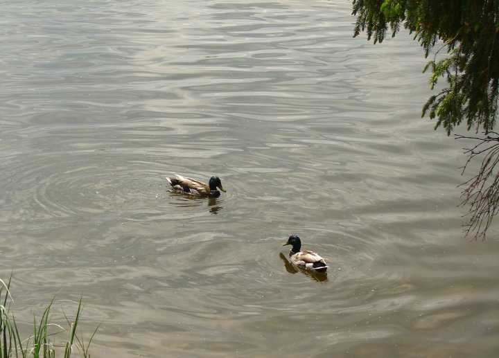 Fotografia  druhu  kačica divá
