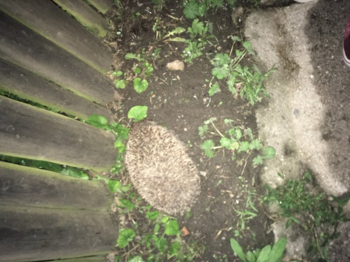 Fotografia  druhu  jež bledý / jež východný