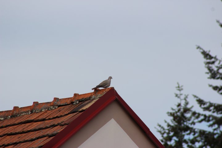 Fotografia  druhu  hrdlička záhradná