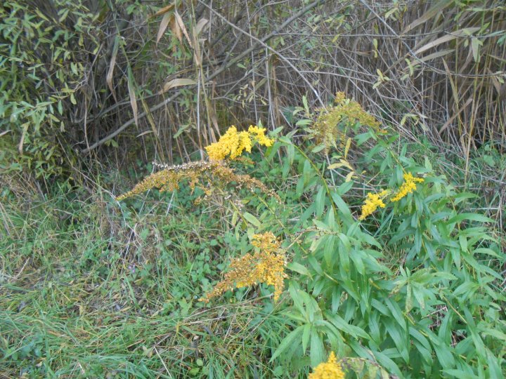 Fotografia  druhu  Zlatobyľ kanadská a zlatobyľ obrovská