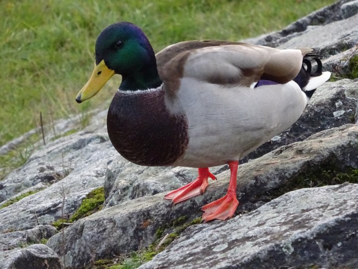 Fotografia  druhu  kačica divá
