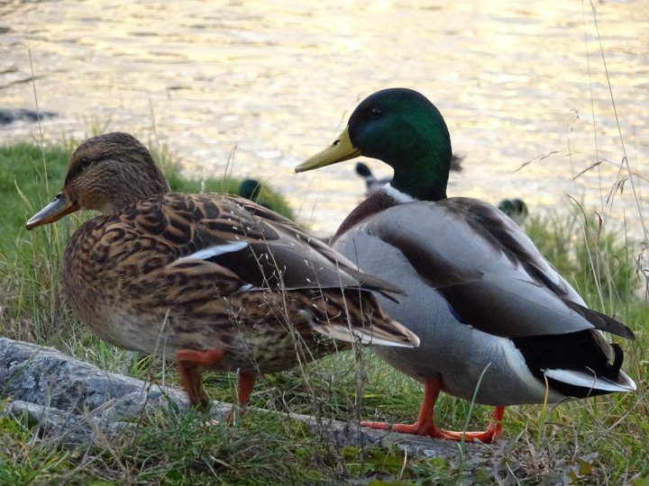 Fotografia  druhu  kačica divá