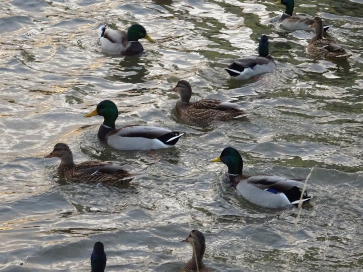 Fotografia  druhu  kačica divá