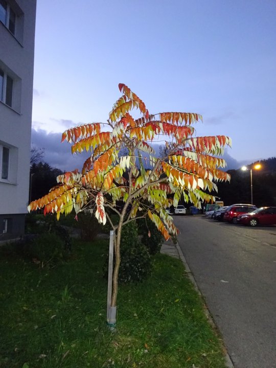 Fotografia  druhu  Sumach pálkový