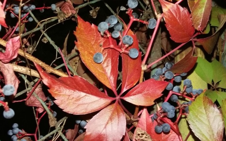 Fotografia  druhu  Pavinič päťlistý