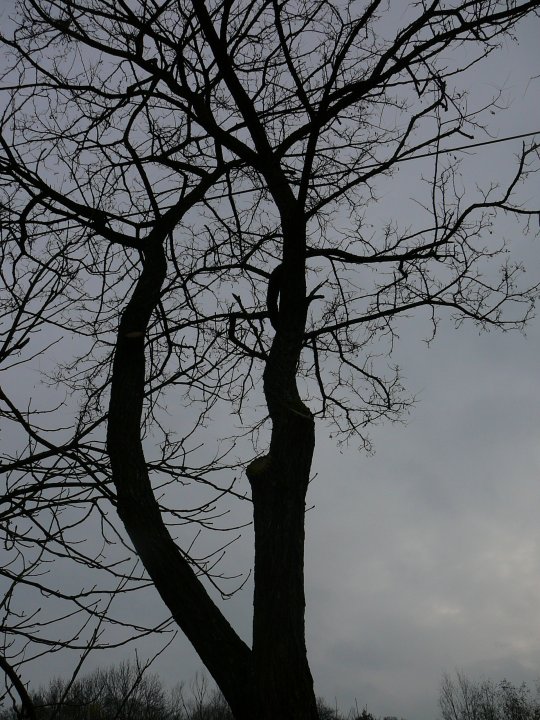 Fotografia  druhu  Agát biely