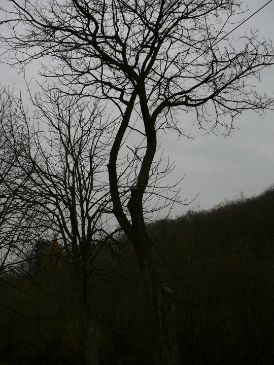 Fotografia  druhu  Agát biely