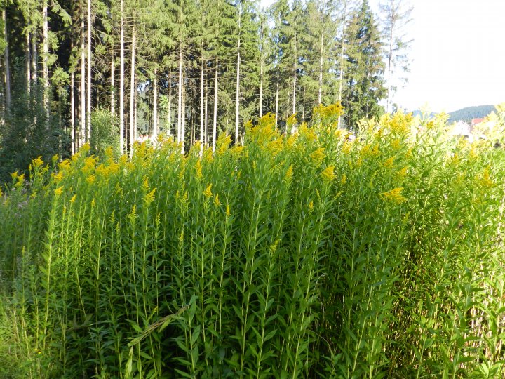 Fotografia  druhu  Zlatobyľ kanadská a zlatobyľ obrovská